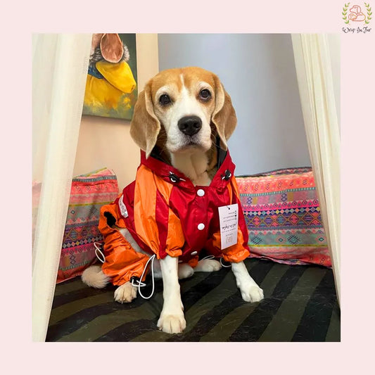 Benefits of dog Raincoat