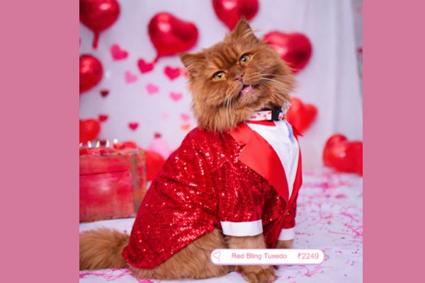 Valentine Cat Clothes in India: Cute & Comfortable Outfits Your Cat Wi Wrapinfur Valentine Cat Clothes in India: Cute & Comfortable Outfits Your Cat Wi Wrapinfur