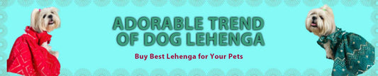 Dog lehenga blog