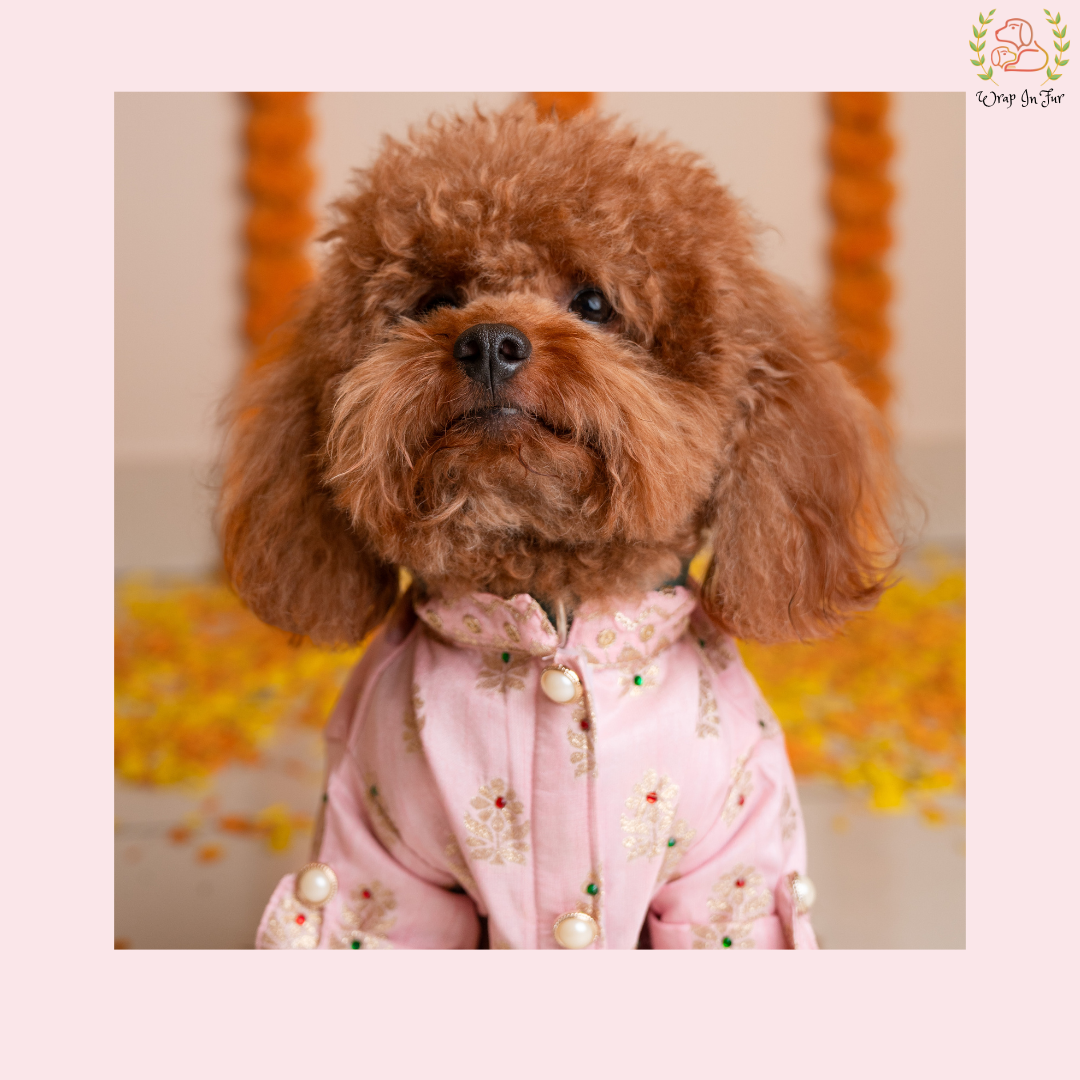 Gulabi Raja Dog Kurta