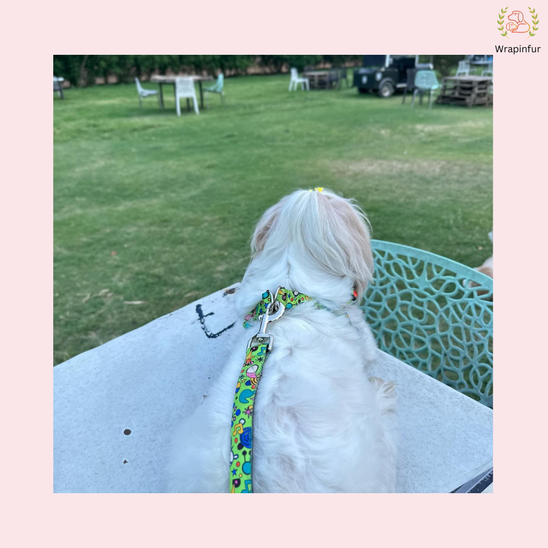 Green Fab Harness With Leash
