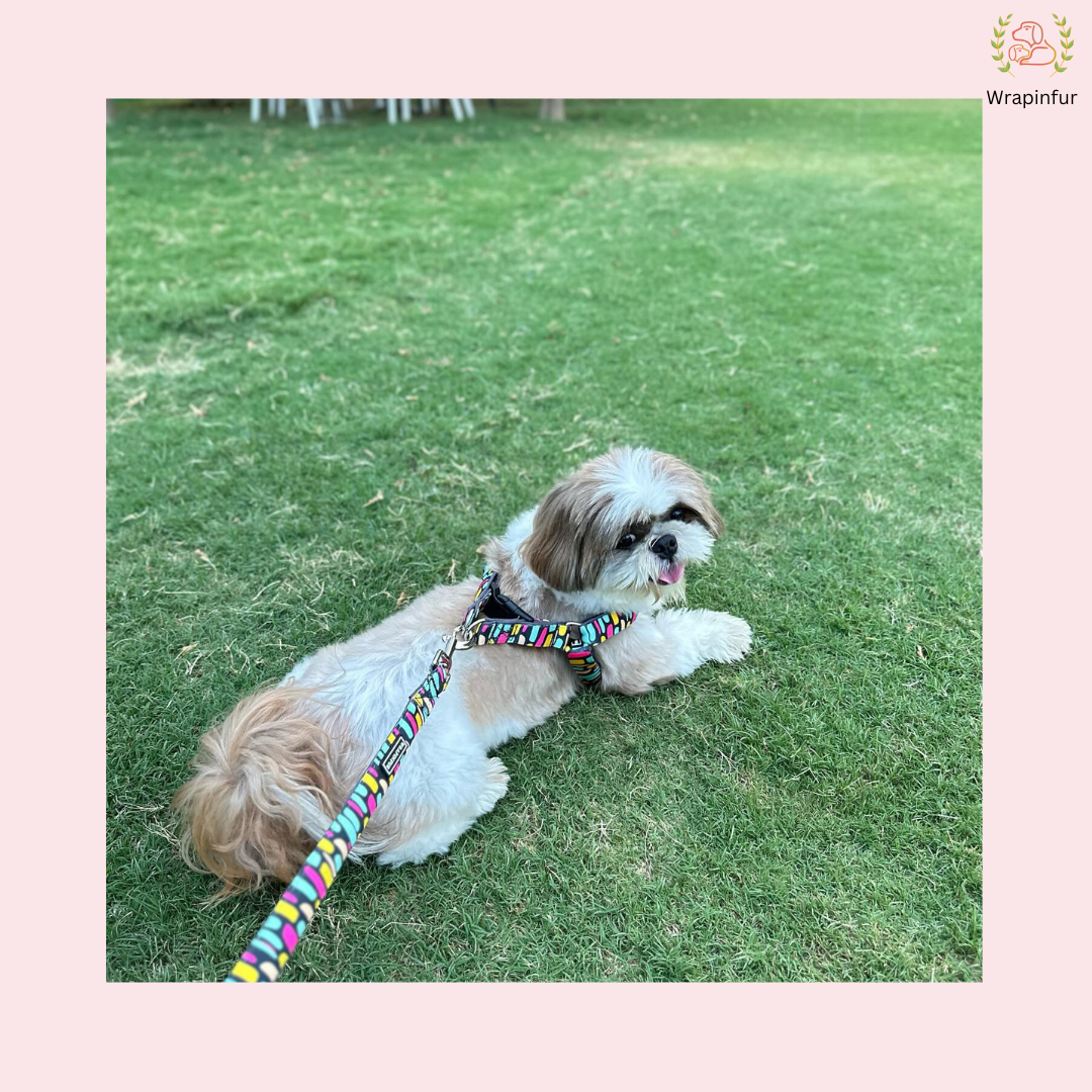 Black Multicolor Harness with Collar Leash Set