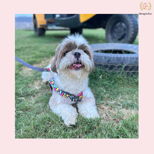 Black Multicolor Harness with Collar Leash Set