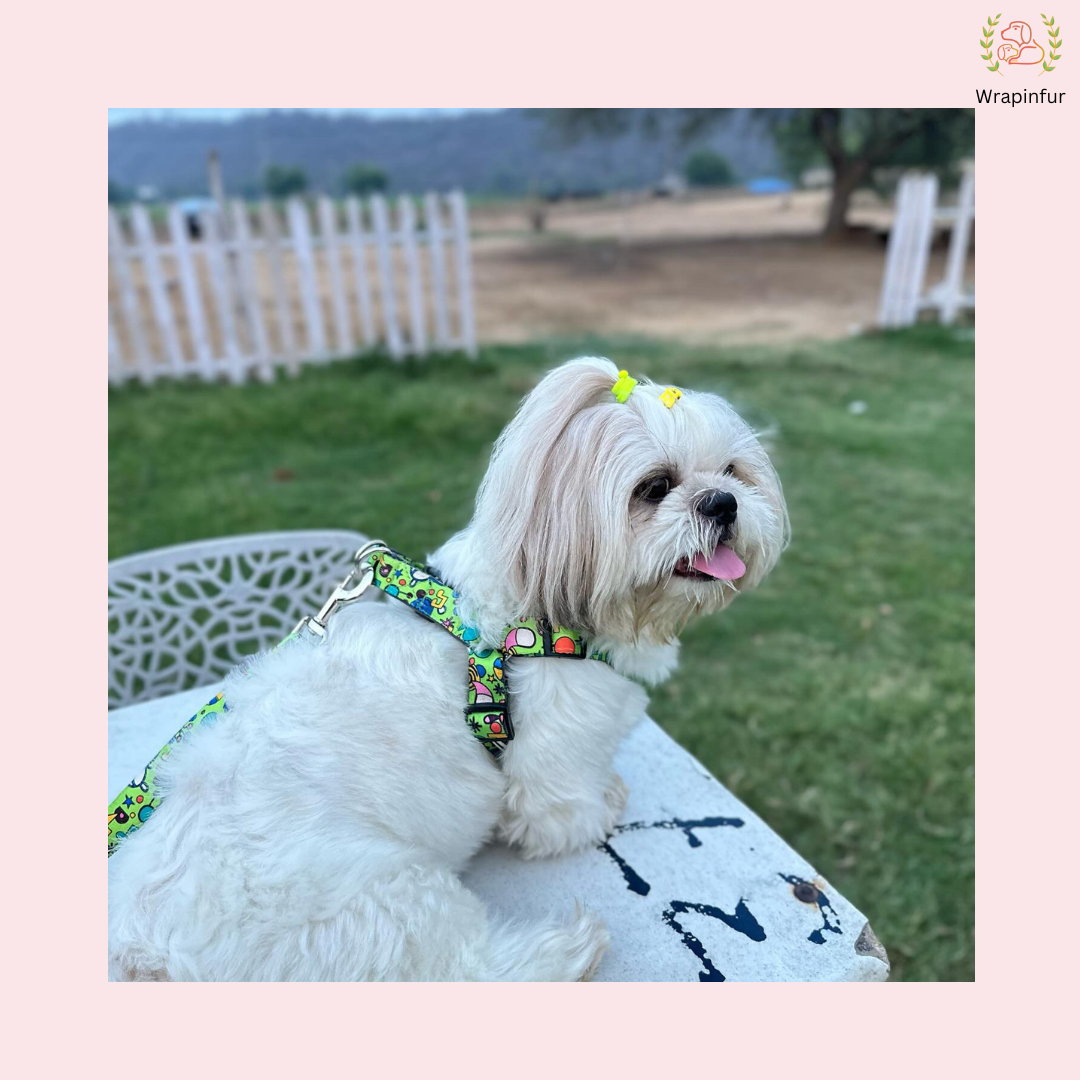 Green Fab Harness With Leash