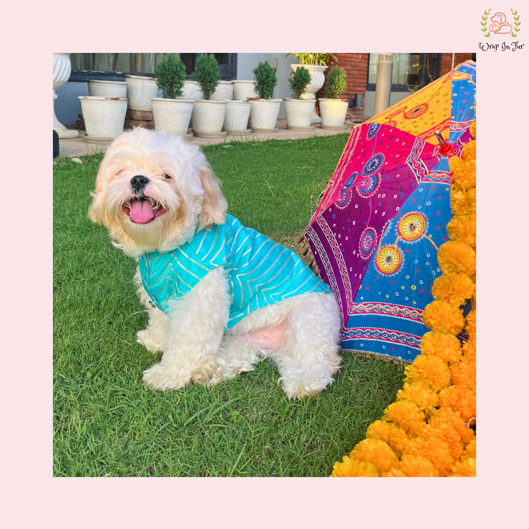 Aqua Golden Sherwani