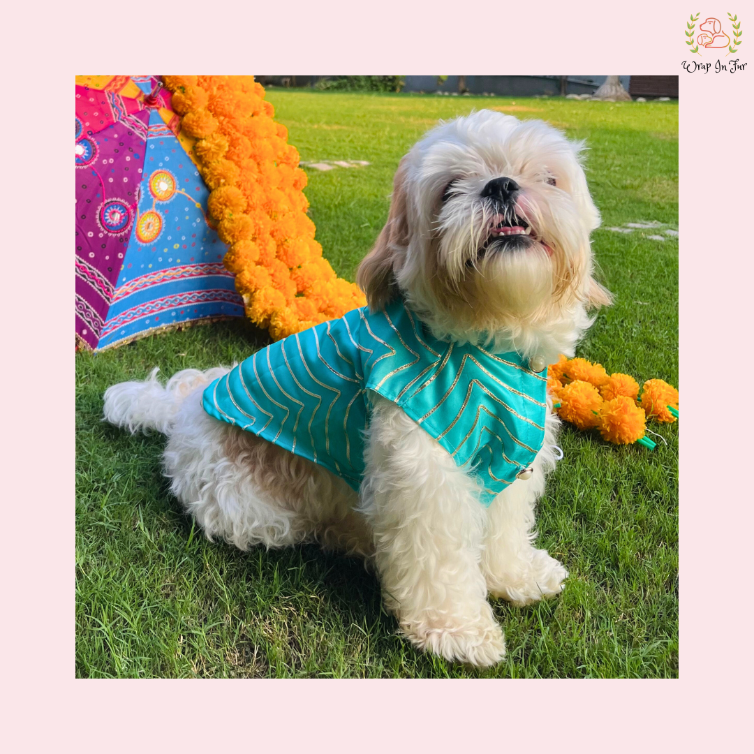 Aqua Golden Sherwani