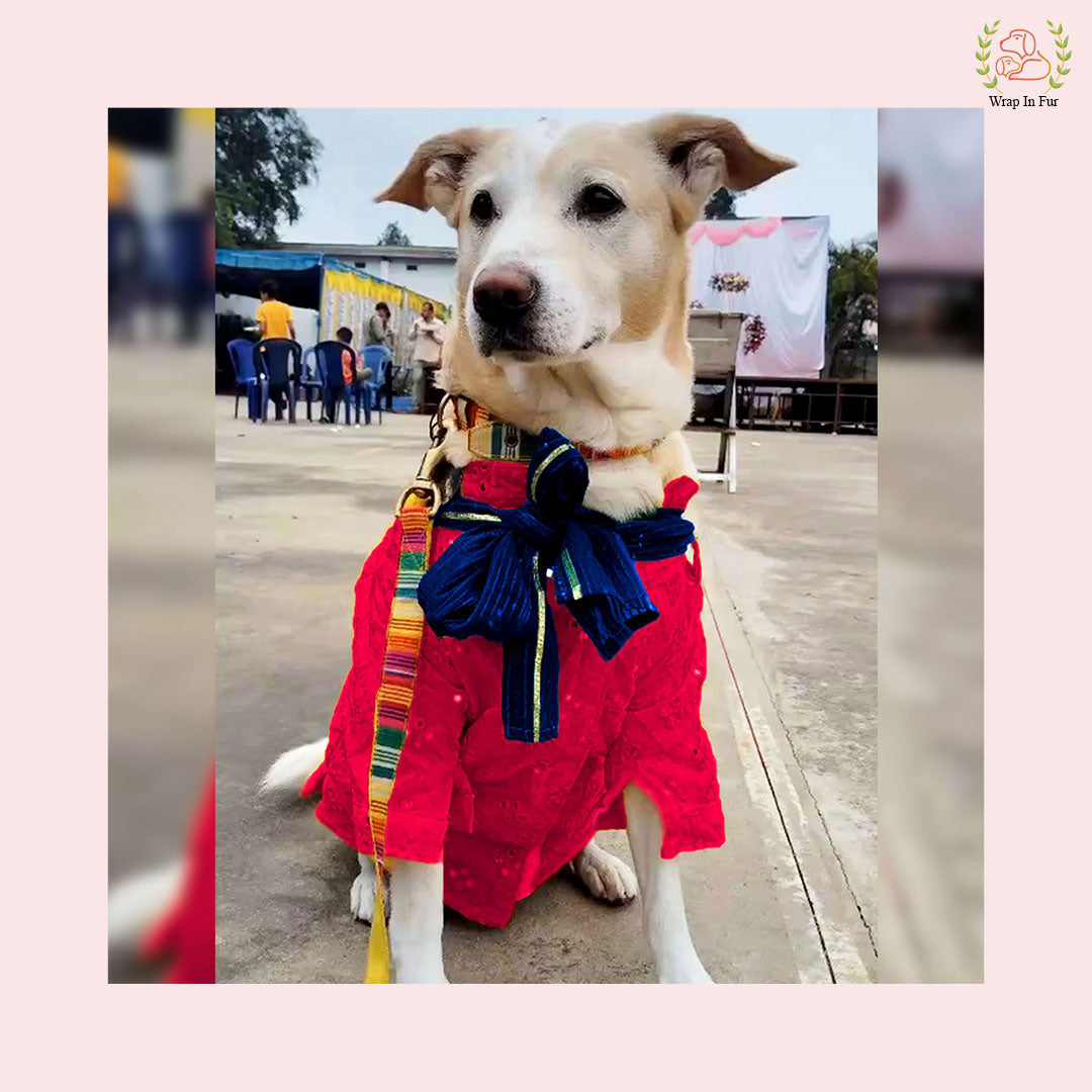 Beagle Pink dog kurta with dupatta