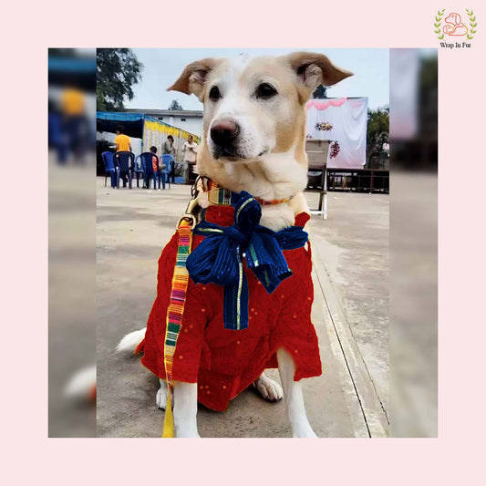 Beagle red dog kurta with dupatta