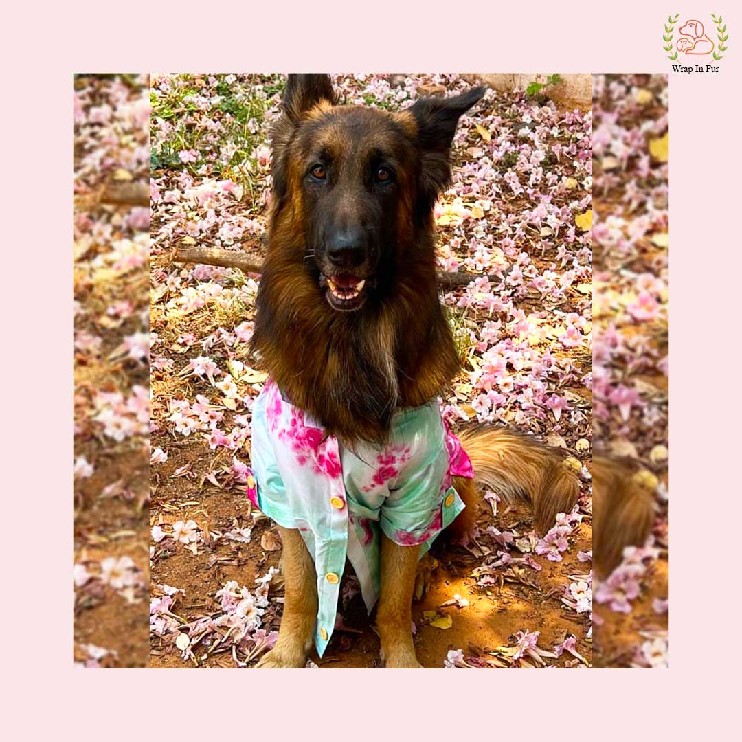 Big Dog Pink Ombre Kurta