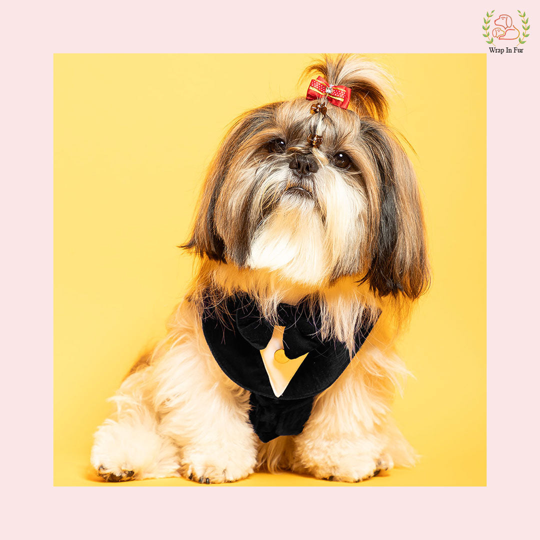 Black Velvet dog Tuxedo for wedding