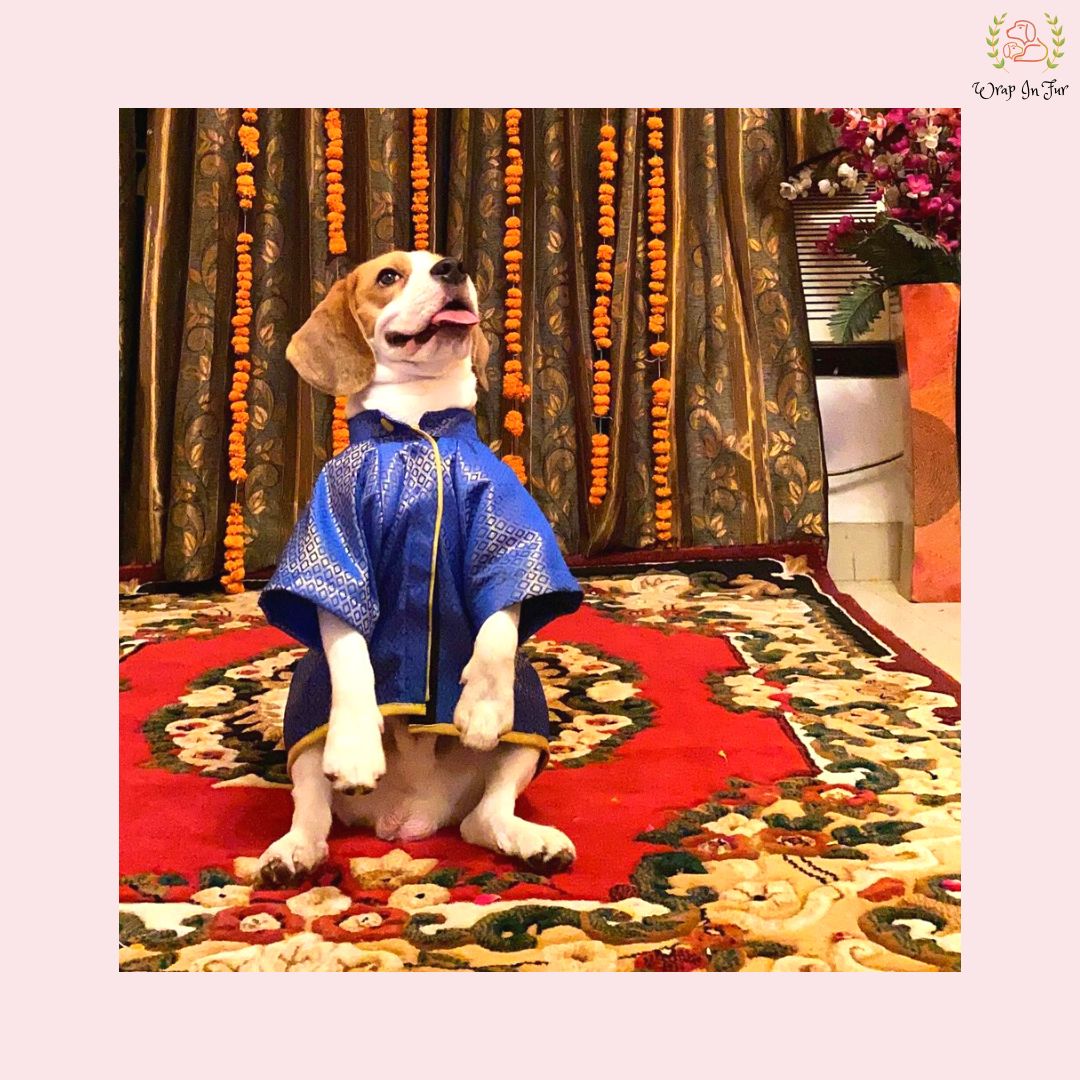 beagle dog sherwani