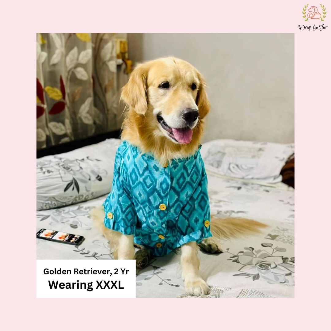 Golden retriever dog blue kurta