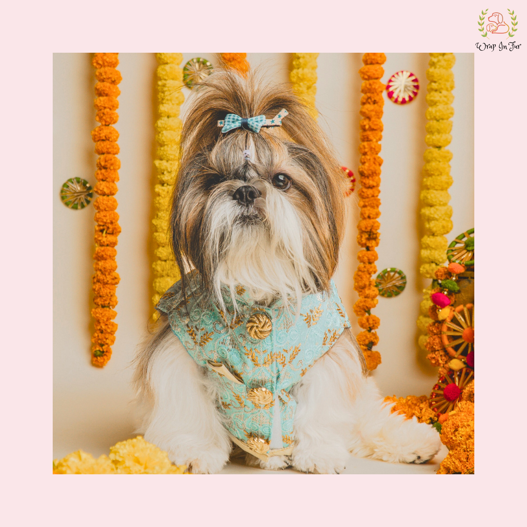 Blue Gold Dog Sherwani | Royal Luxury Wedding Outfit for Dogs XXXXL Blue Gold Dog Sherwani | Royal Luxury Wedding Outfit for Dogs XXXXL