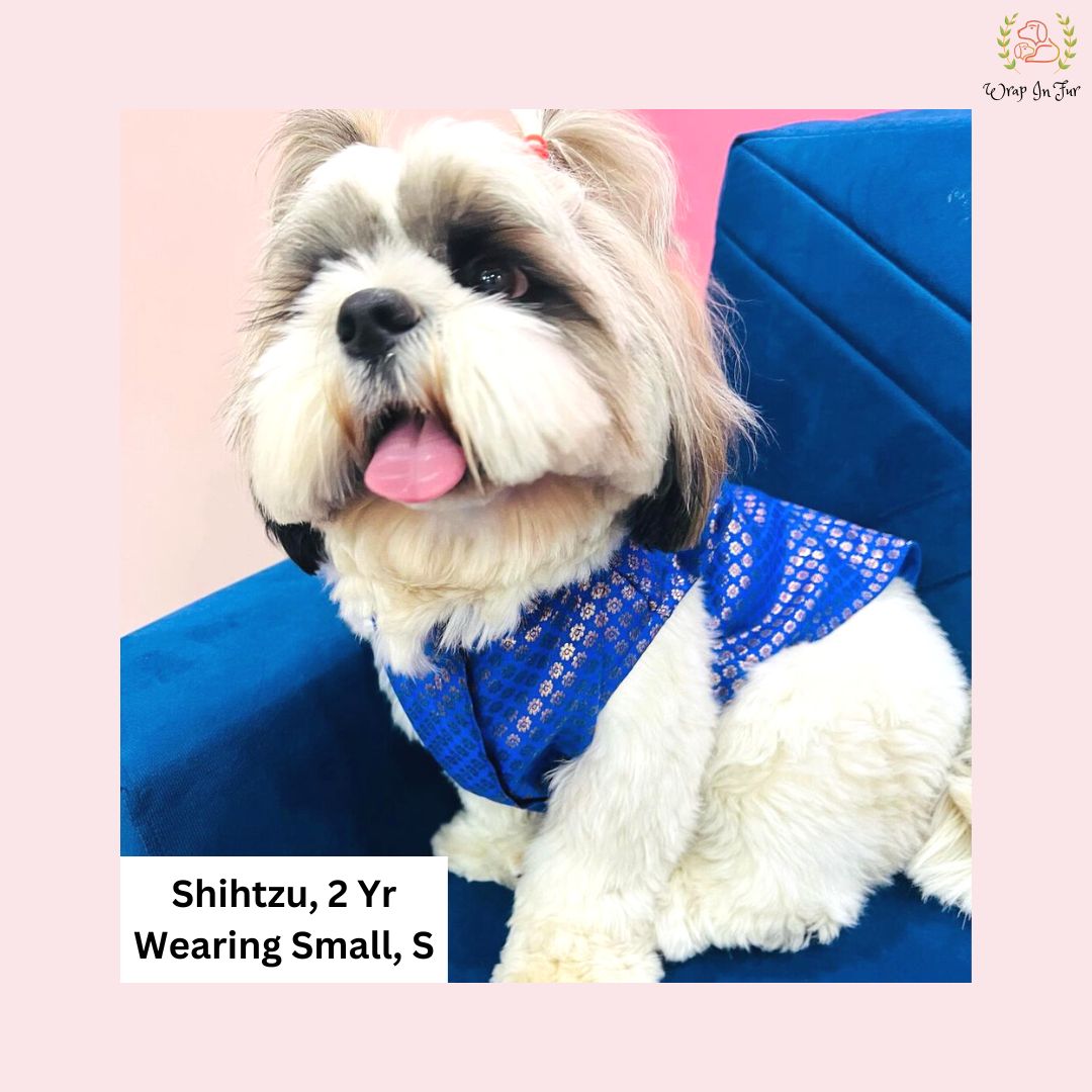 Blue festive jacket for small dog