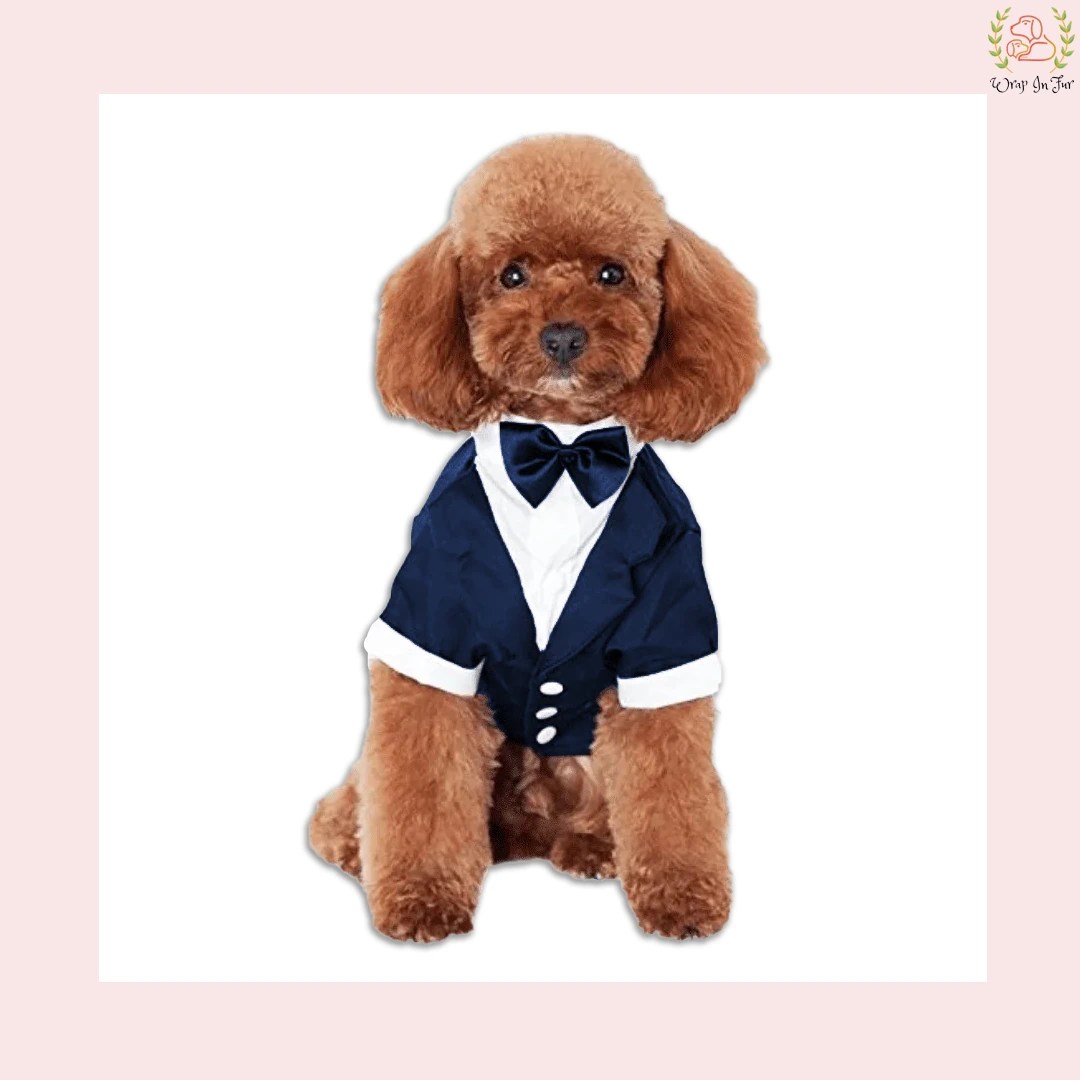 Classic blue dog suit tuxedo for wedding