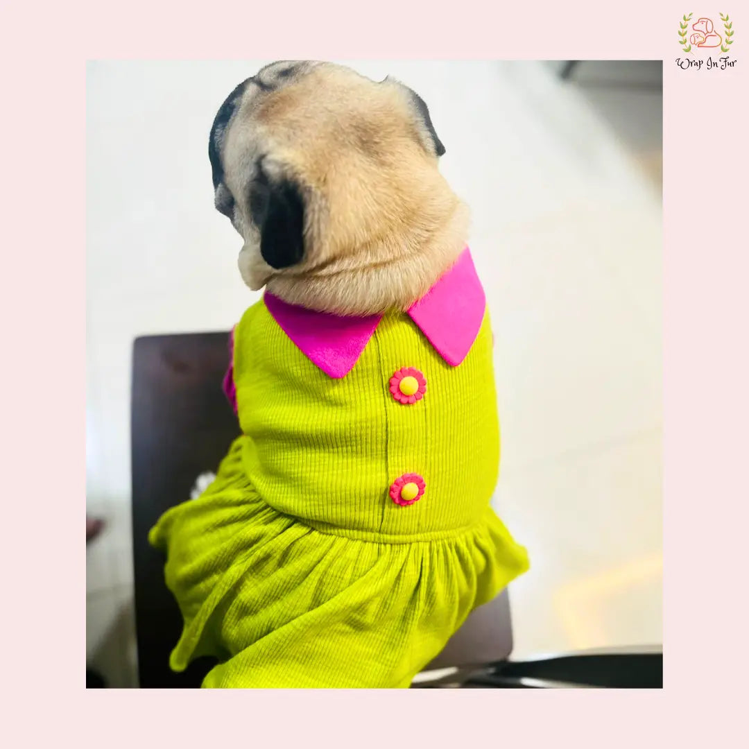 shop female dog frock online