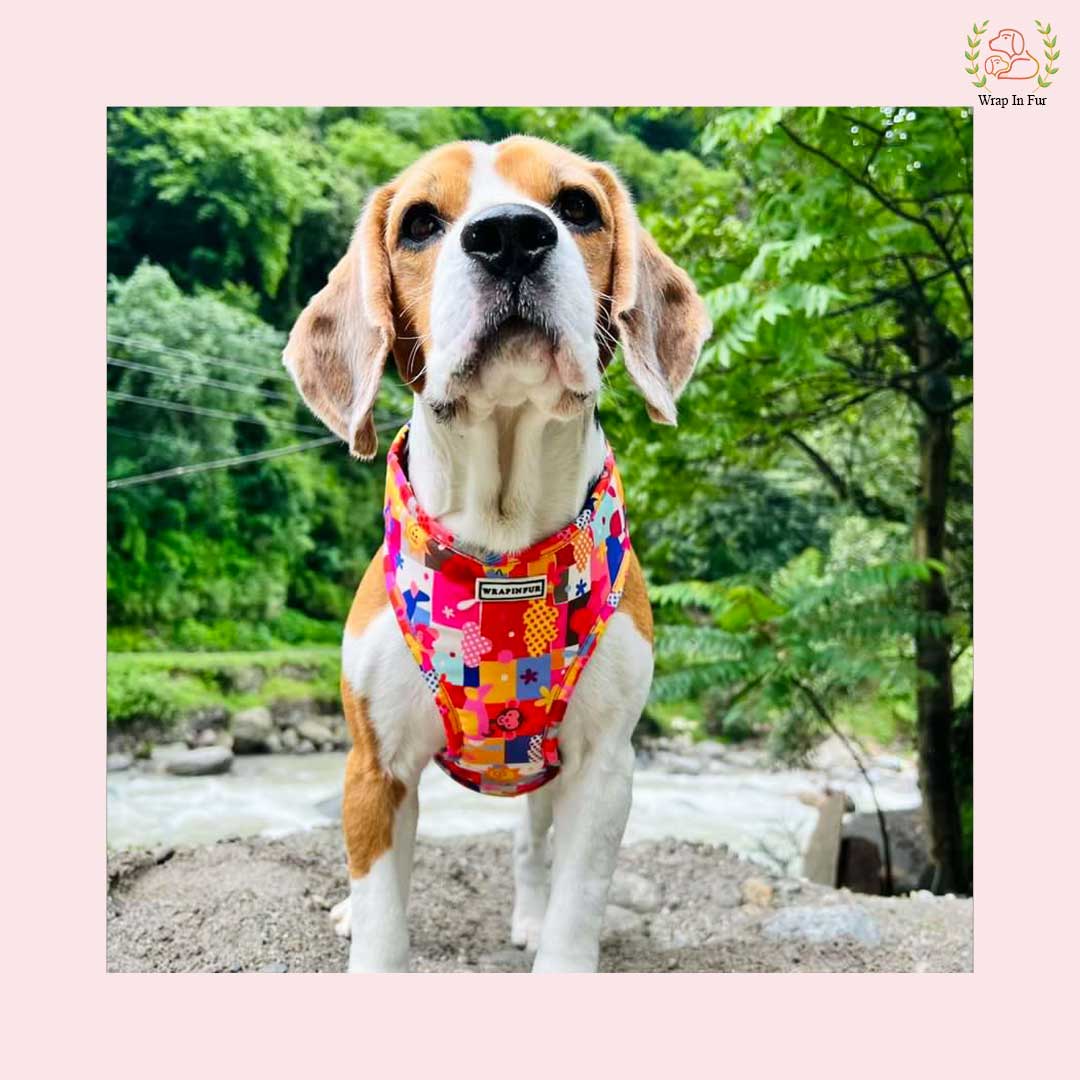 Dog Harness