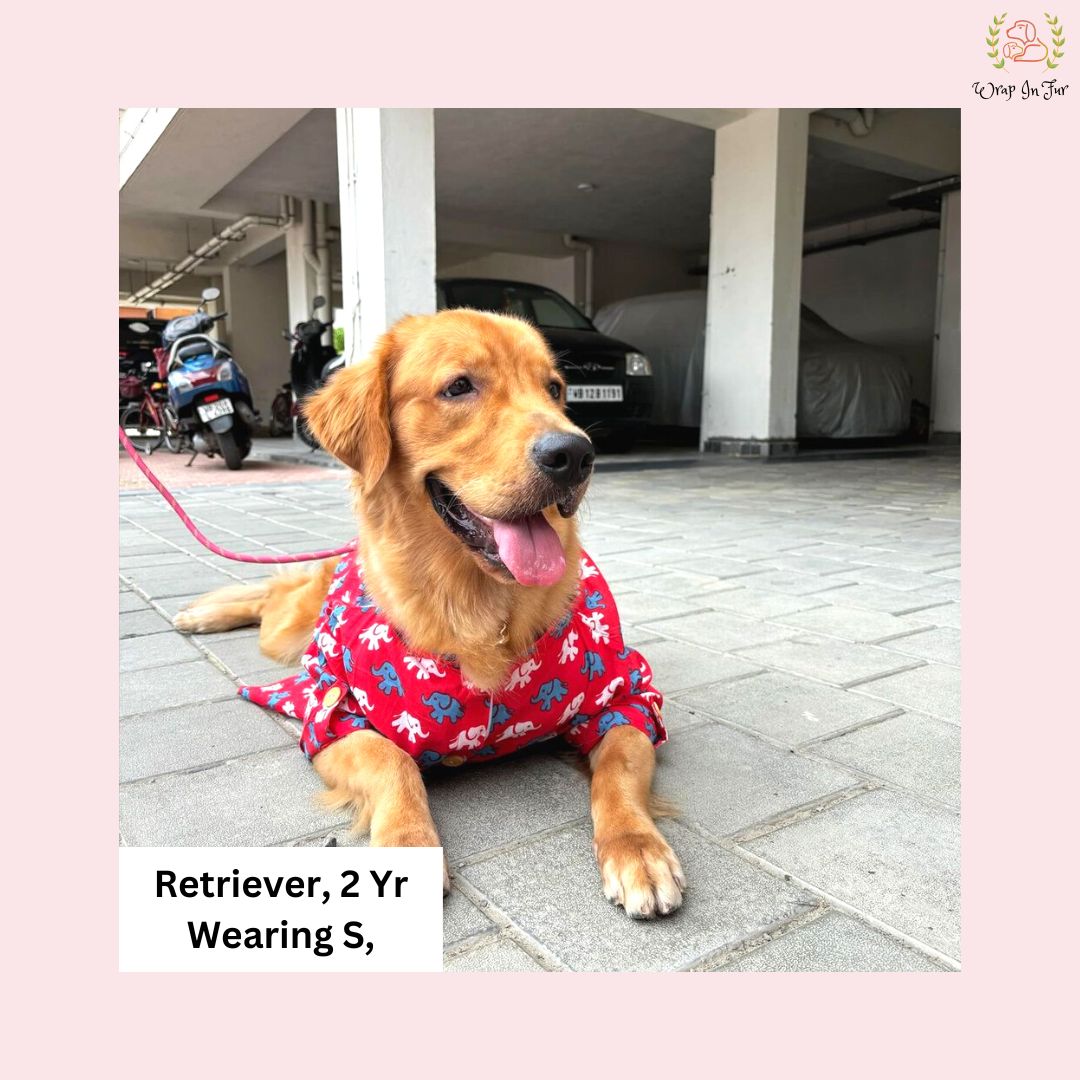 Golden retriever Ellie the elephant kurta for dog