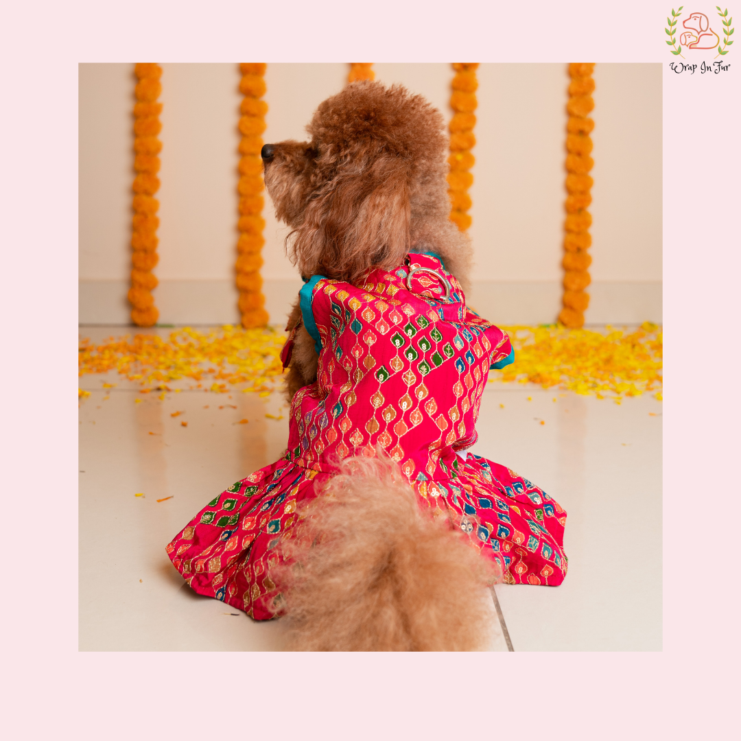 Dog wearing a colorful indian outfit for wedding