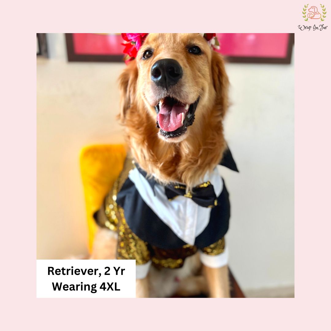 golden retriever dog tuxedo for wedding and festive occasion