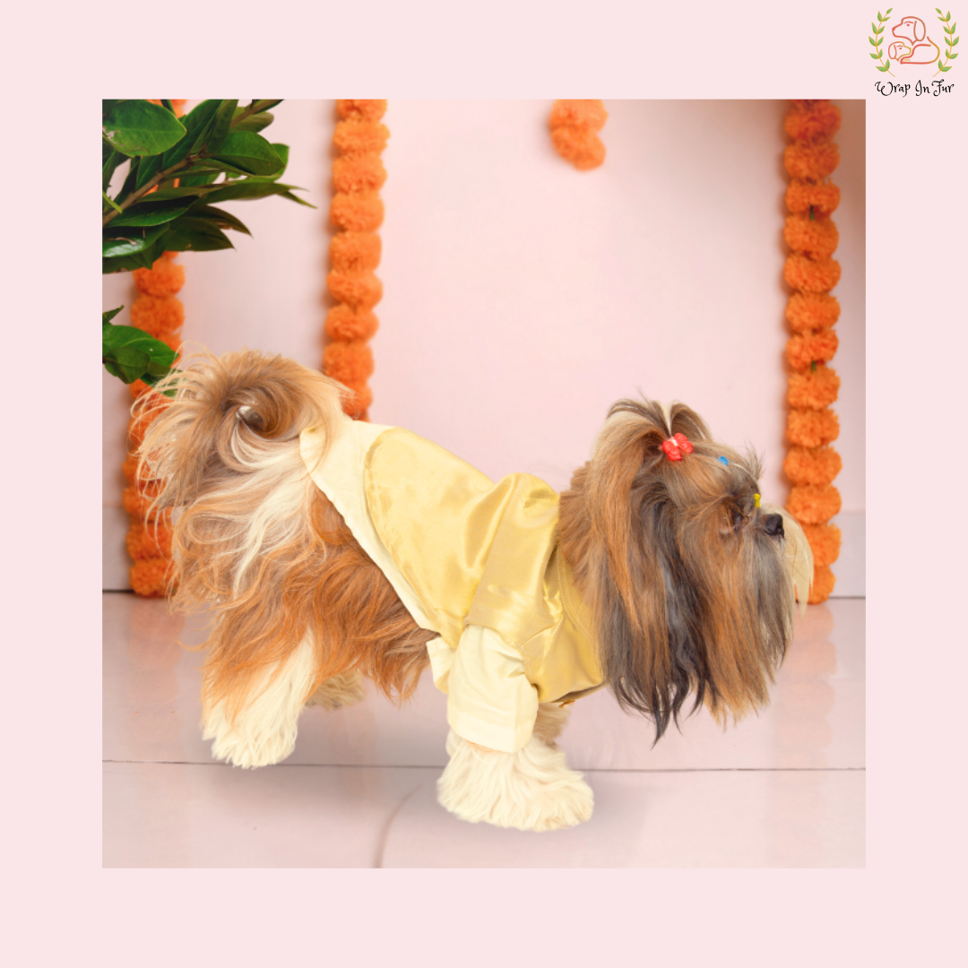 Cream & Gold Nehru Jacket Dog Kurta Set - Indian Dog Ethnic Wear