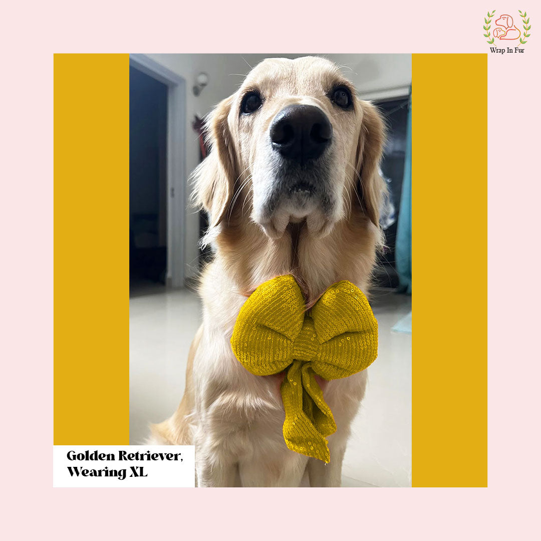 Golden retriever Yellow bling dog bow for party