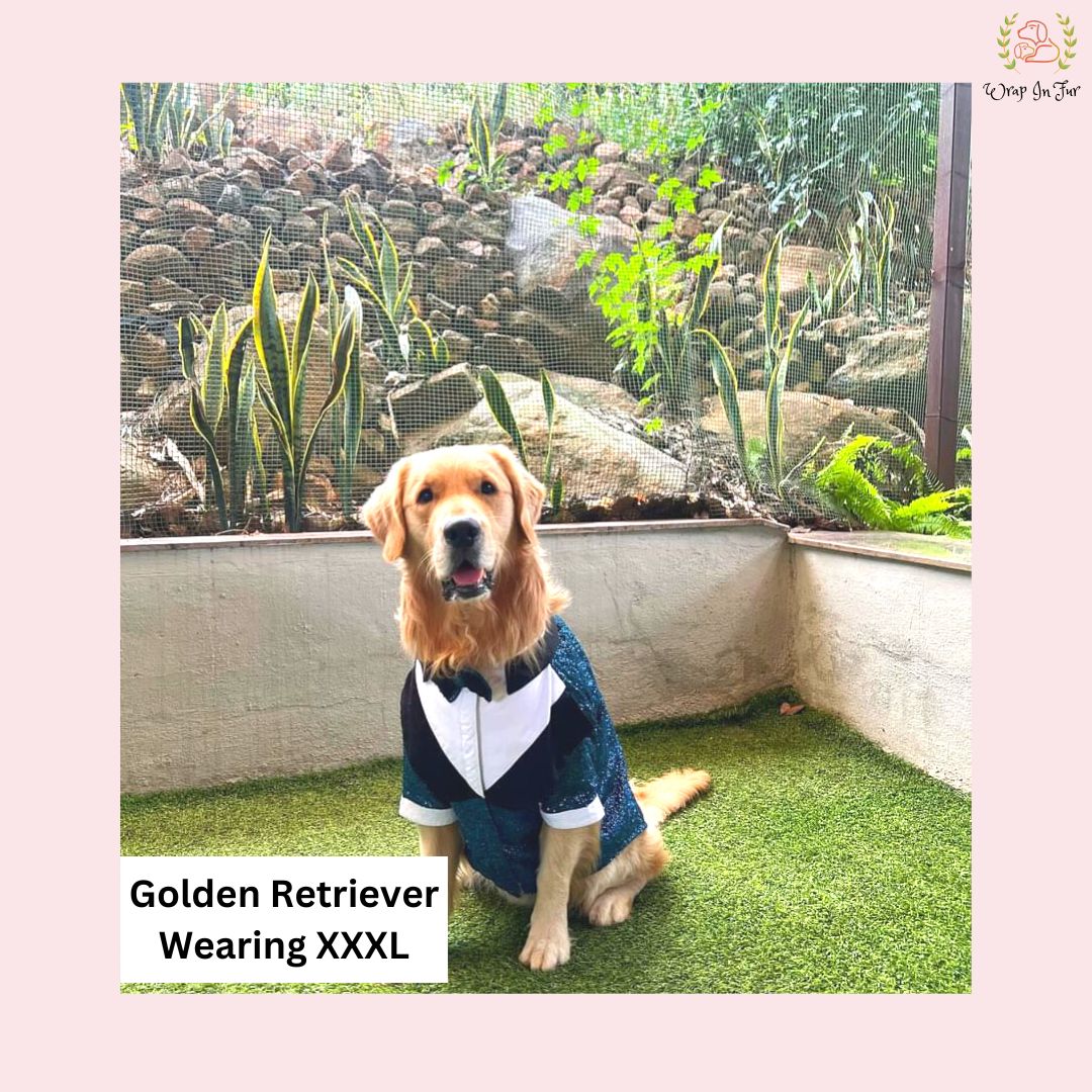 Golden retriever dog tuxedo wedding suit