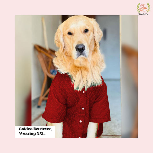 Golden retriever maroon chikankari dog kurta