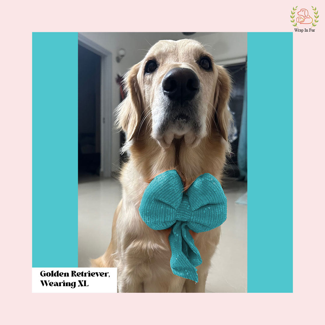 Golden retriever sky blue bling dog bow