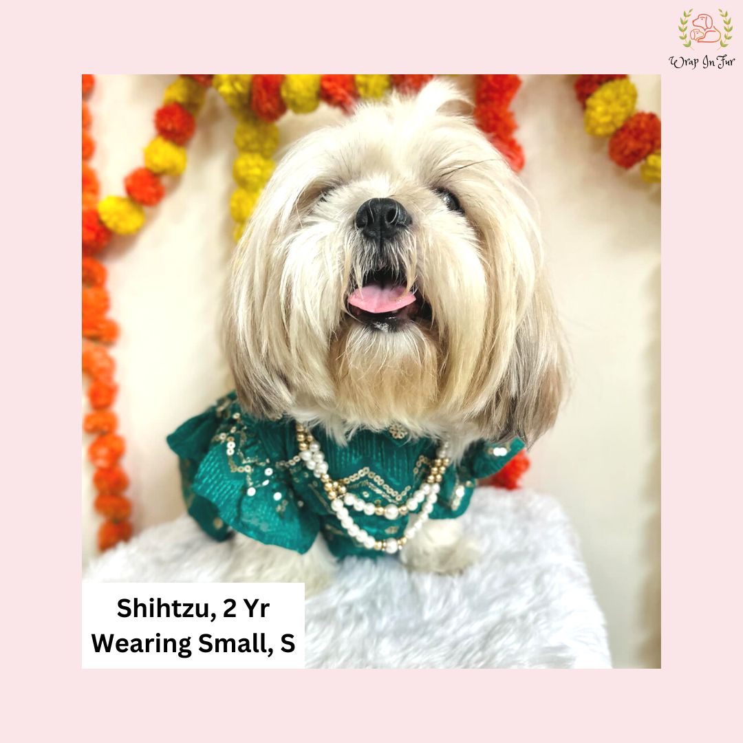 shihtzu dog lehenga for wedding celebration