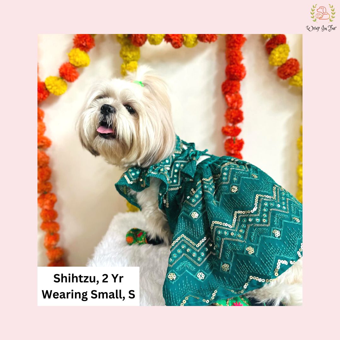 Green golden lehenga for shihtzu dog