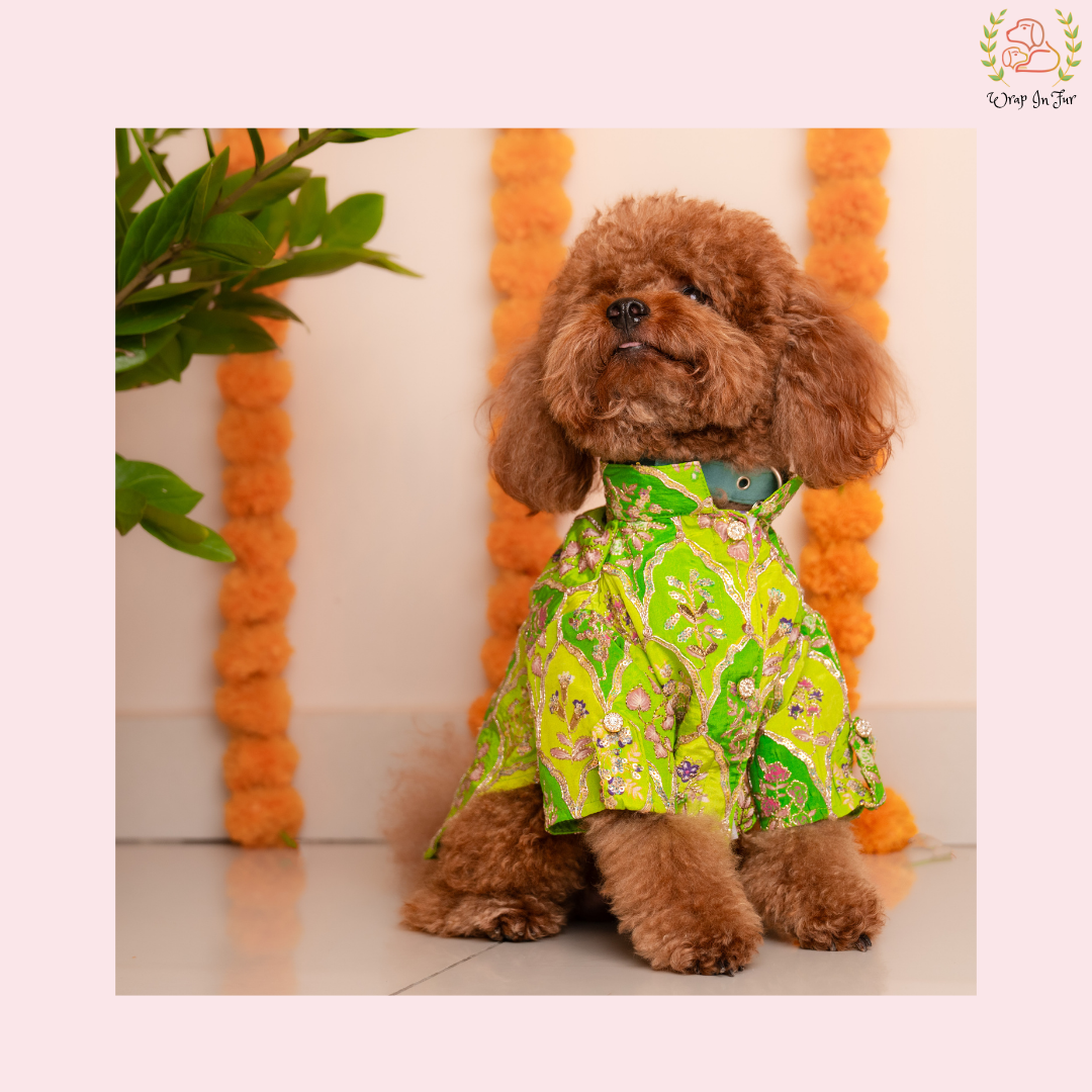 Green Zari Dog Kurta - Royal Indian Dog Ethnic Wear Dress
