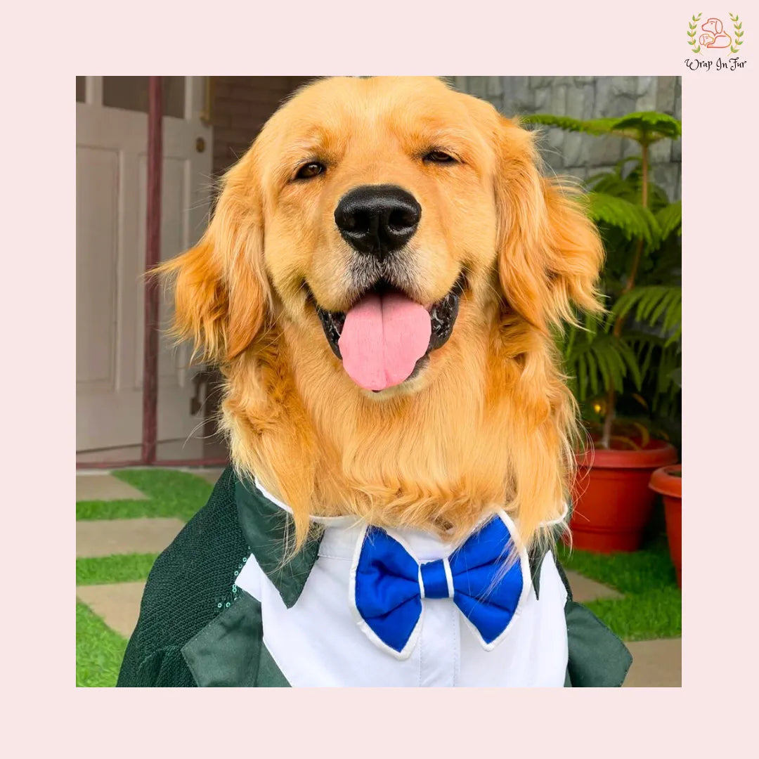 Buy birthday green dog tuxedo dress online