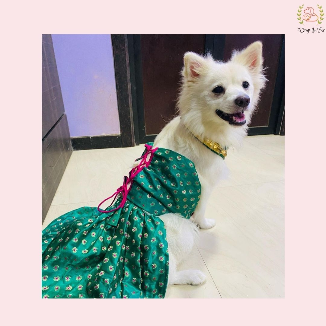 Green dog lehenga
