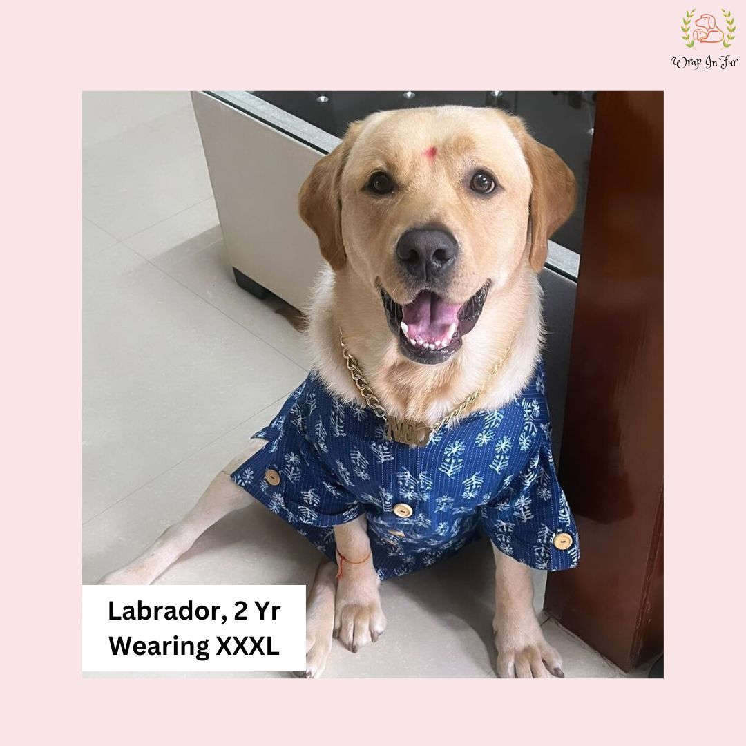 Labrador indigo kurta for dog Online