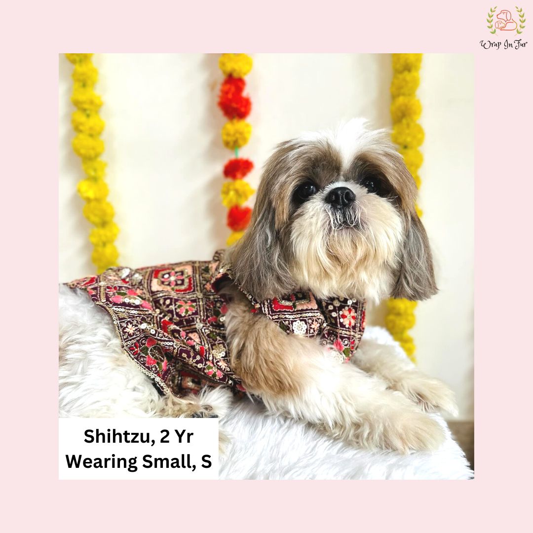 Jagmag britney dog sherwani