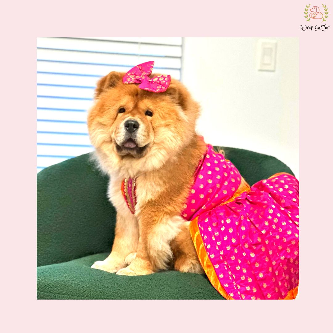 Big dog kesari lehenga choli