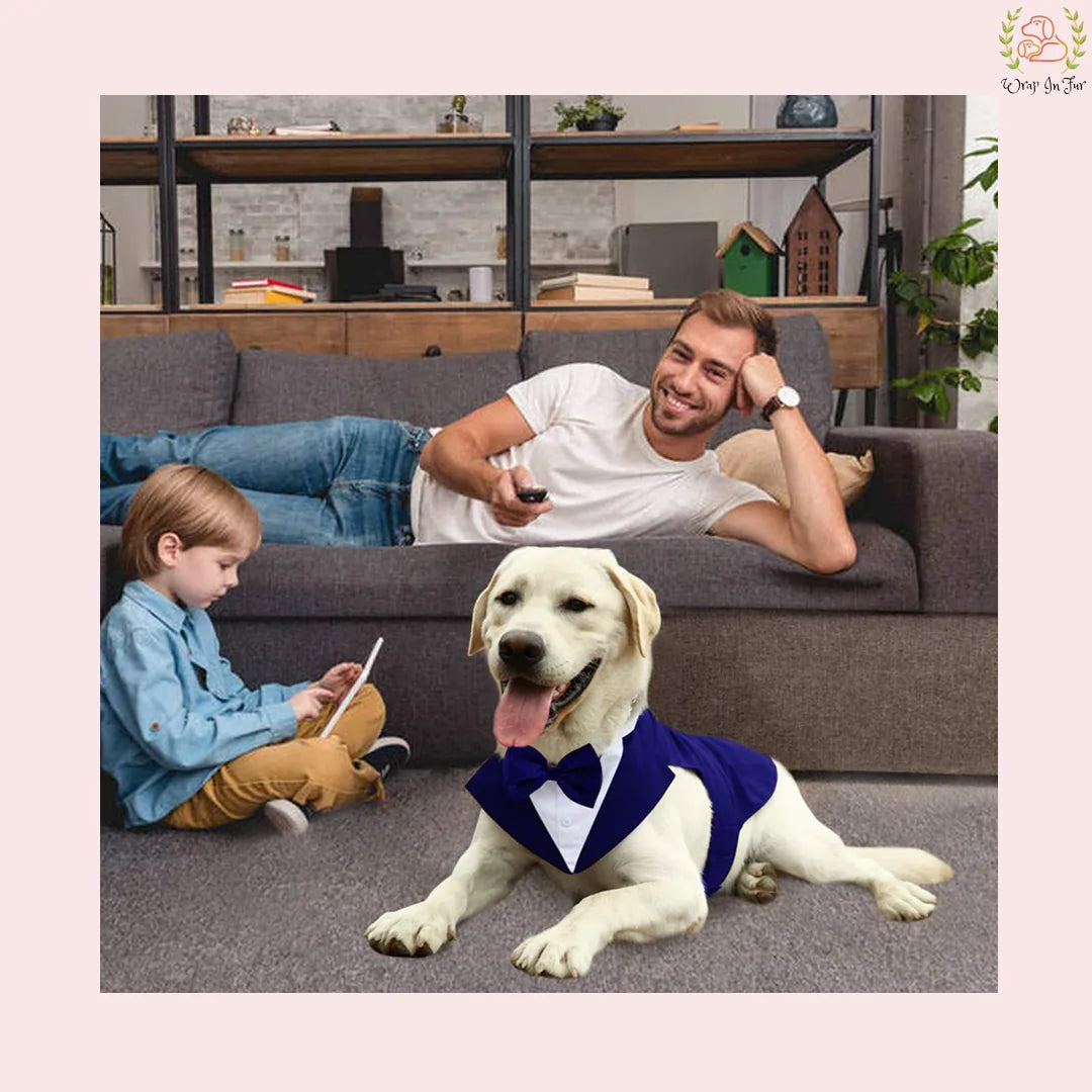 Luxury Royal Blue Velvet Dog Tuxedo Suit | Formal Wedding Cape