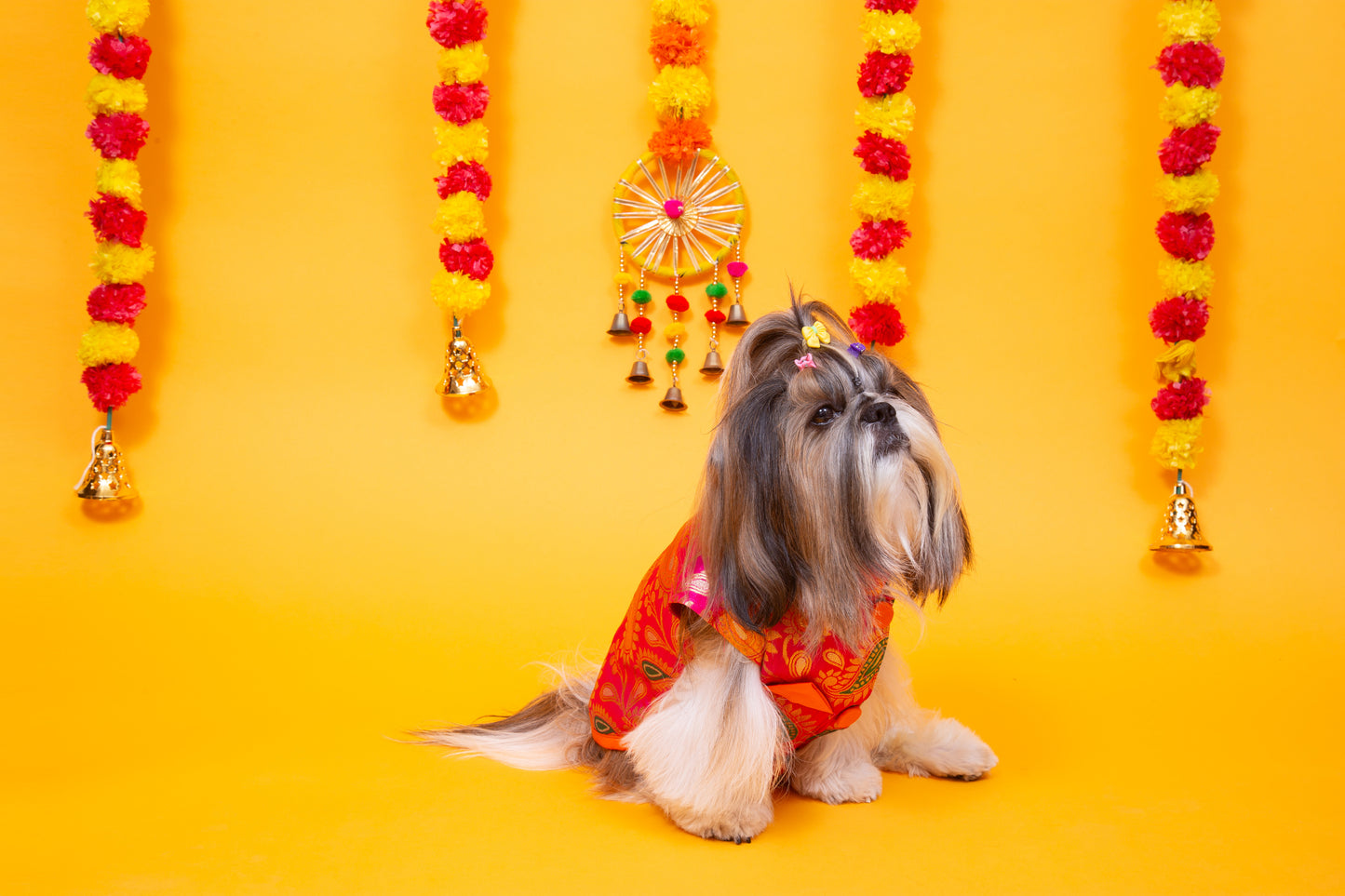 Pink Patakha Dog Sherwani