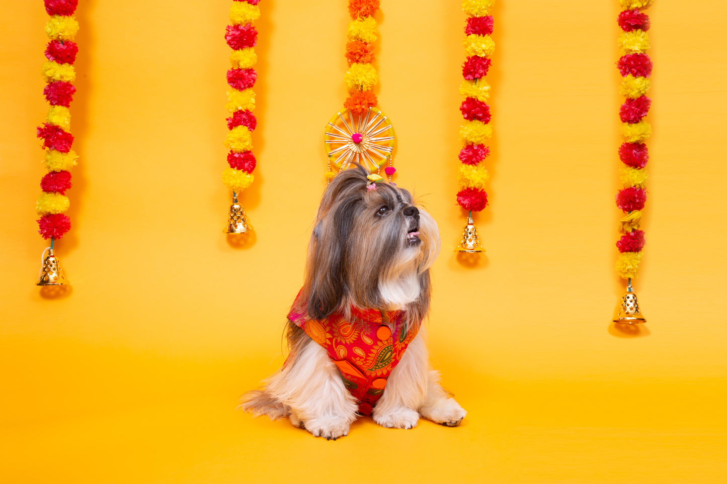 Pink Patakha Dog Sherwani