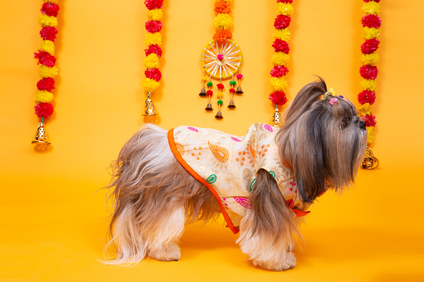 Cream Patakha Dog Sherwani