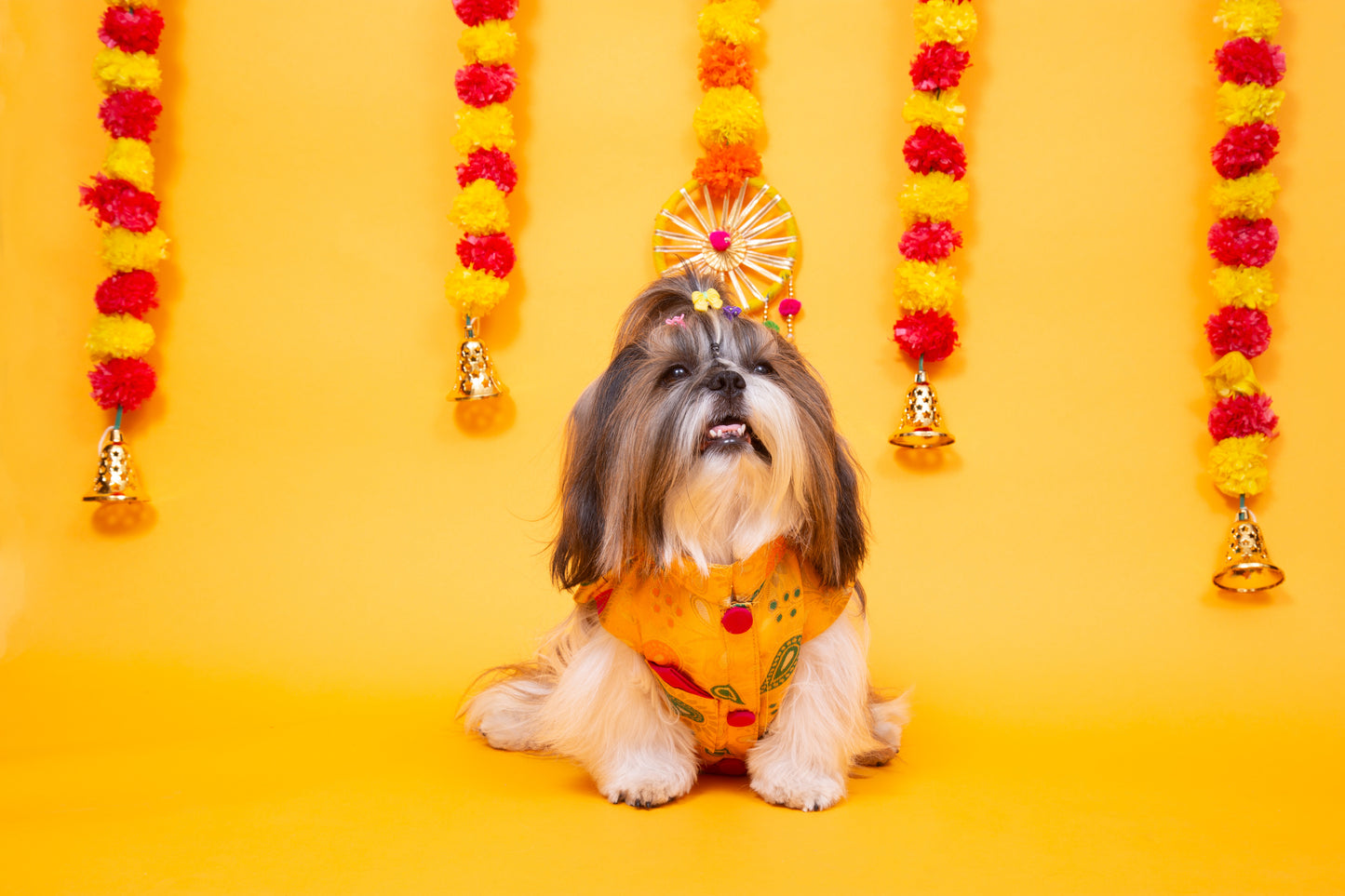 Yellow Patakha Dog Sherwani