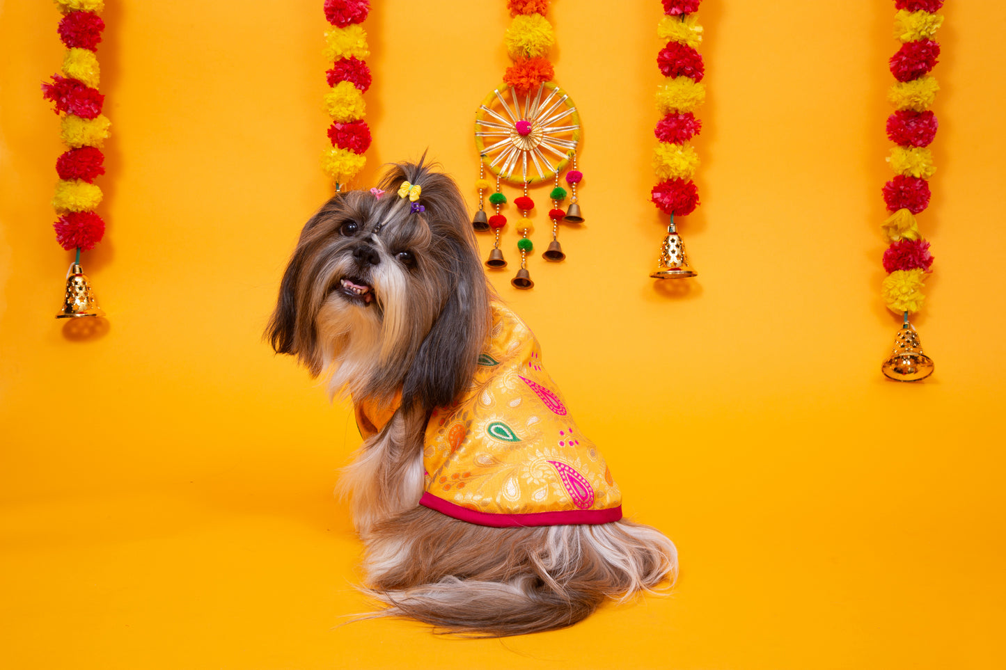 Yellow Patakha Dog Sherwani