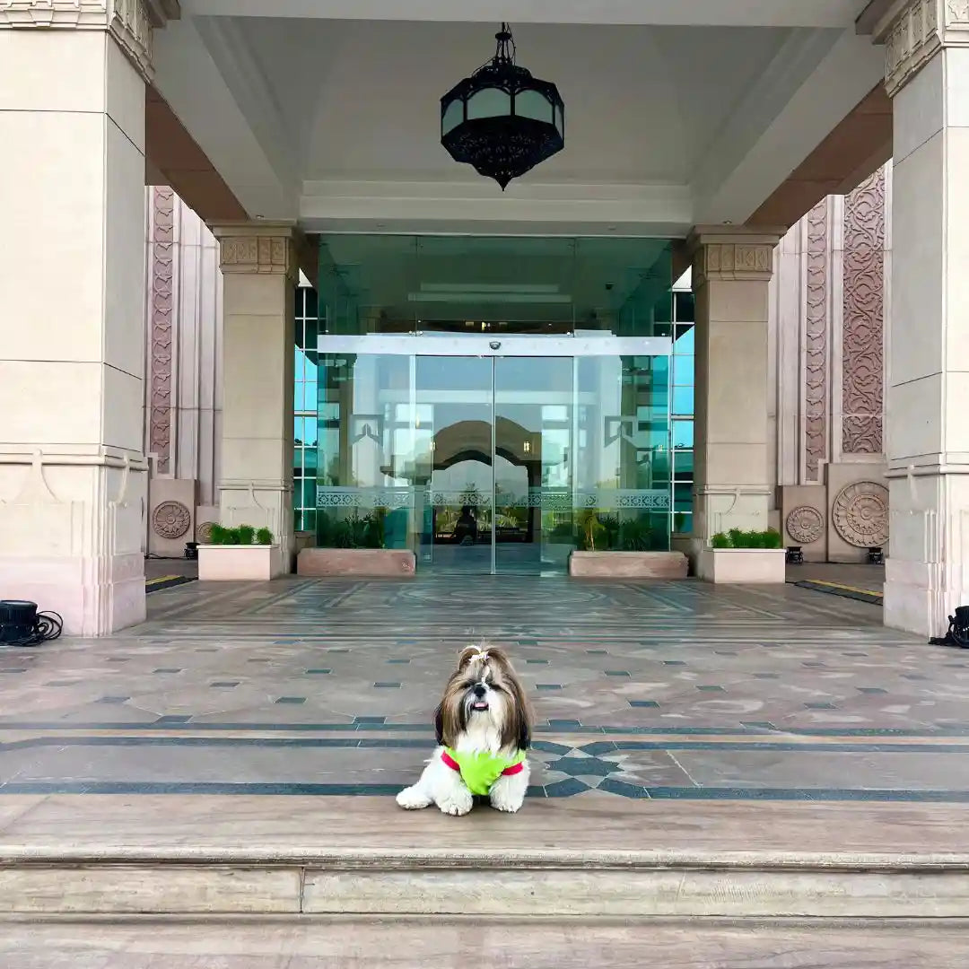 Main Nhi Shudhrunga tshirt for shihtzu