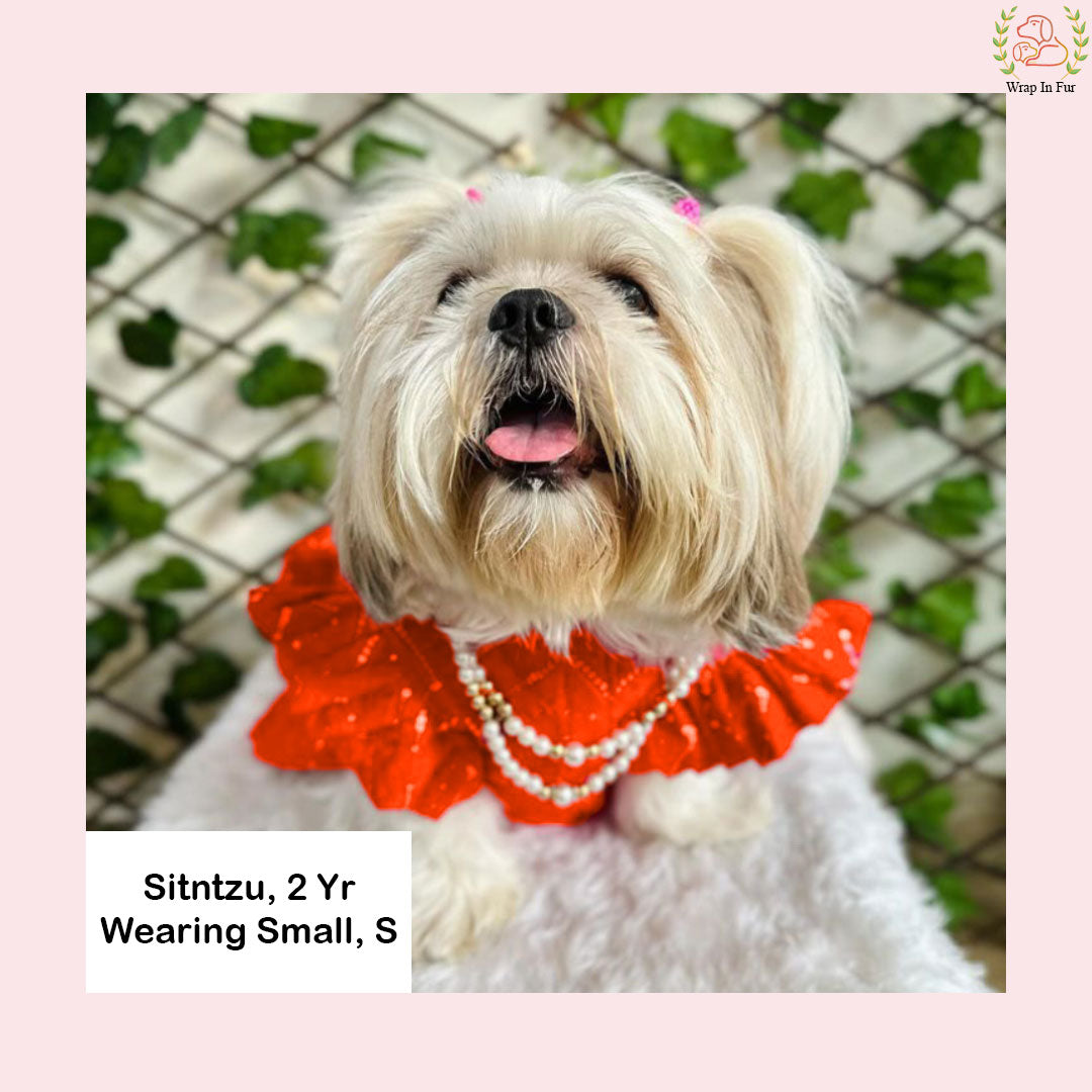 Orange pink dog lehenga