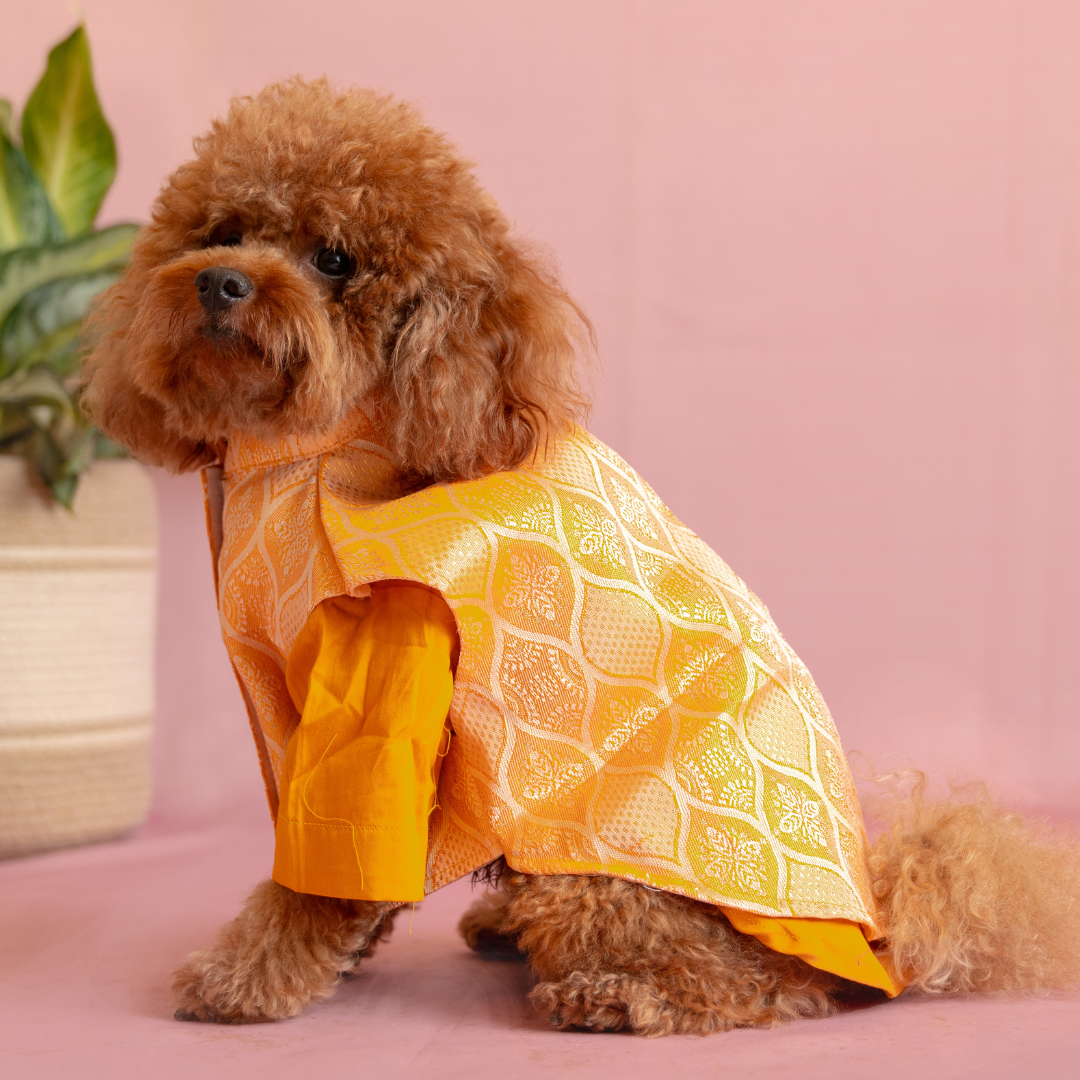 Orange Dog Kurta Set - Royal Indian Dog Ethnic Wear Jacket Dress