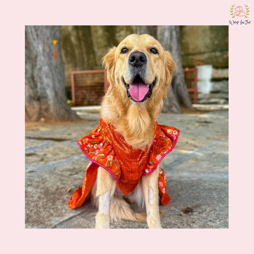 Orange Sequin Dog Bridal Dress - Traditional Lehenga Choli Set