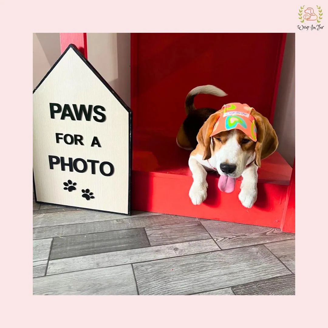 Orange neon cap dog image