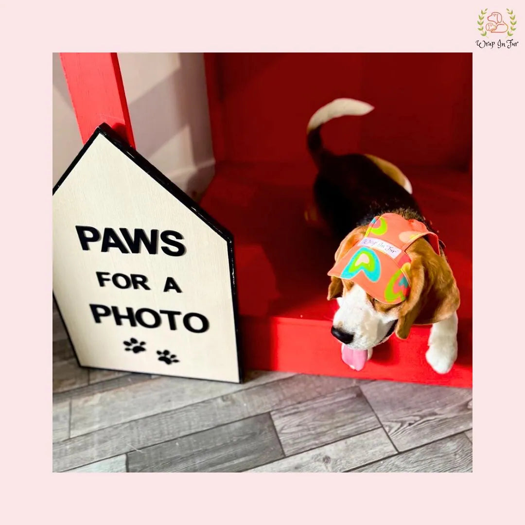 Orange neon cap for small dog