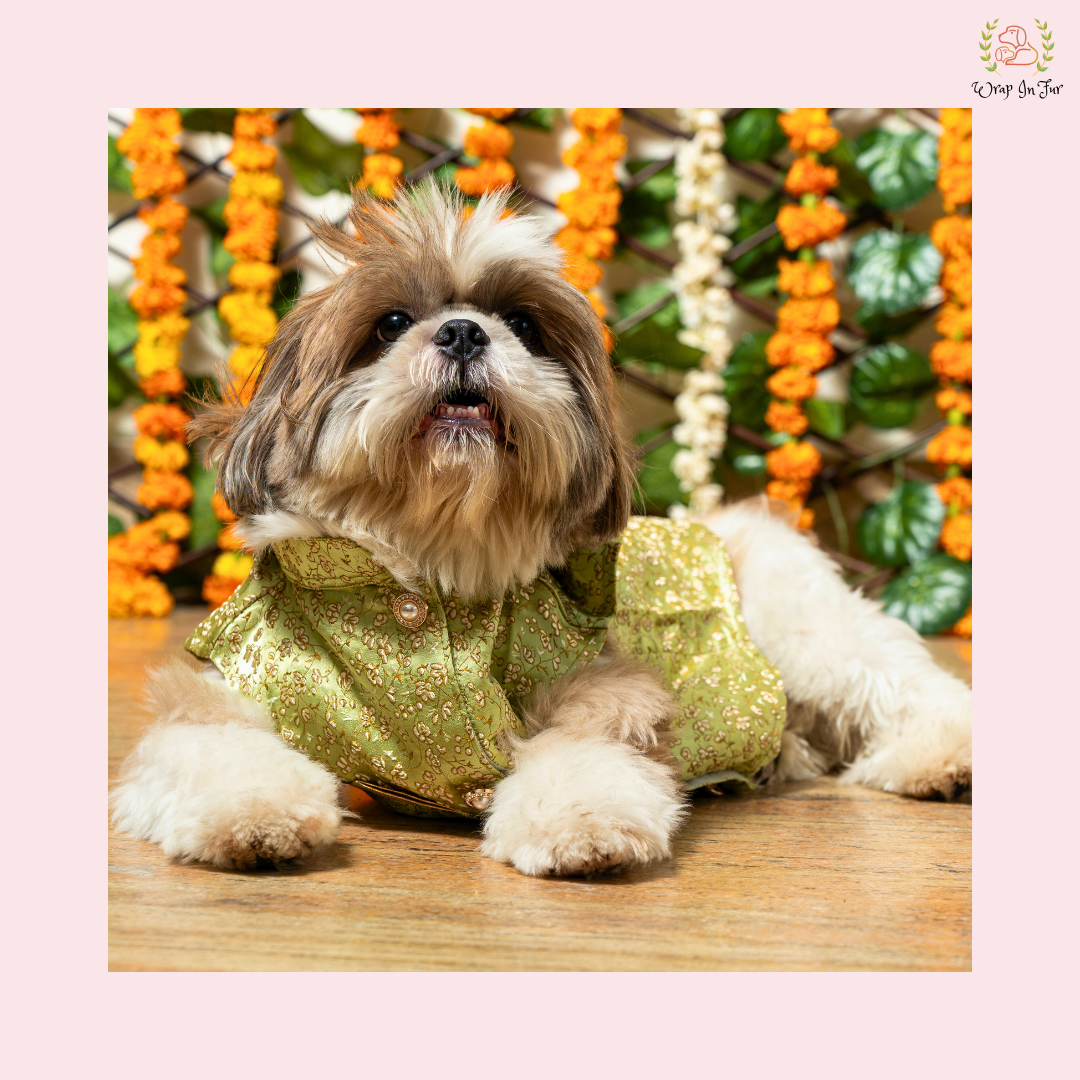 Pastel Green Dog Sherwani - L Pastel Green Dog Sherwani - L
